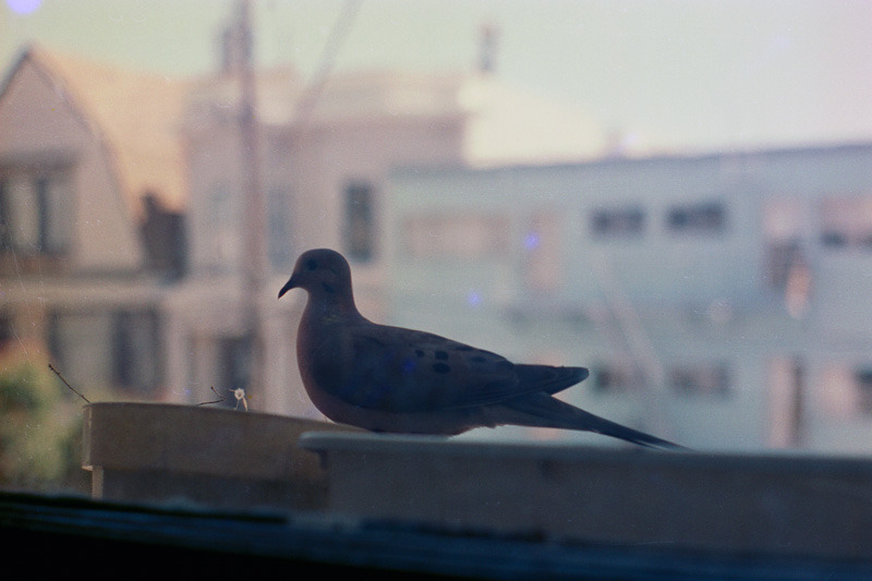 007/366
In the early 1990s, at my first apartment in San Francisco.
This dove camped out on the kitchen widow frame, in an empty flower box and laid one perfect little white egg.
(Every day of 2016, I’m mailing out one free 4x6 print, signed and in a...