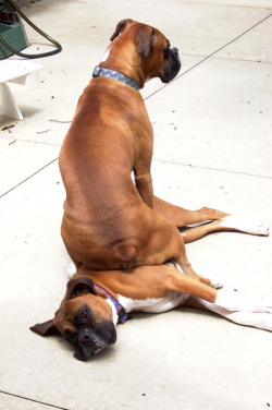 mrsdevilla:  I had a Boxer and they’re not only the best dogs ever, but they love sitting on anyone they love lol