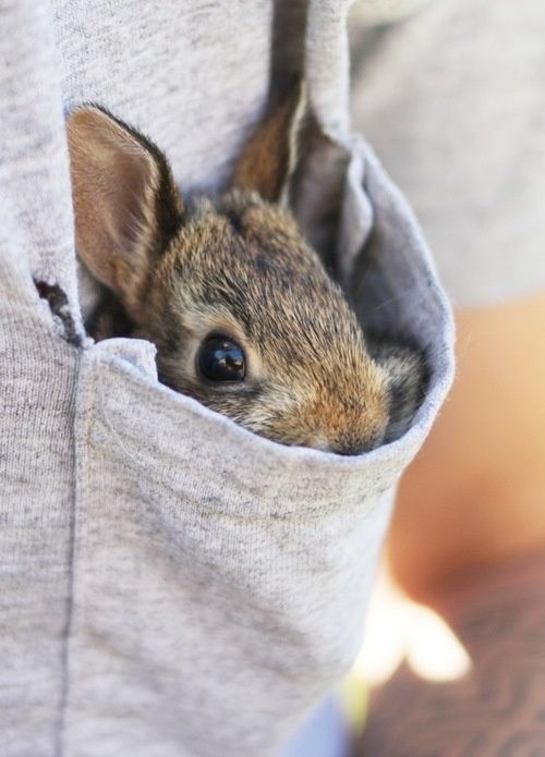 Peek-a-bunny!