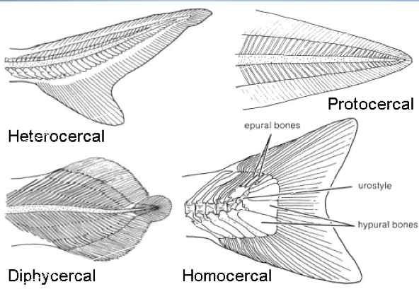 Rhamphotheca — Caudal fin types of Bony Fishes The caudal