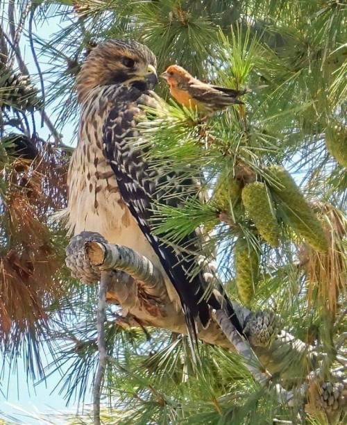 XXX mutant-distraction:Male House Finch vs. Juvenile photo