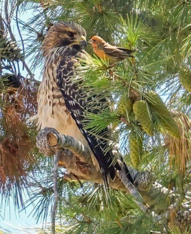 mutant-distraction:Male House Finch vs. Juvenile Red-shouldered Hawk. The Hawk was staring at a House Finch almost beak-to-beak for around 4 minutes. Photo Ann Baldwin