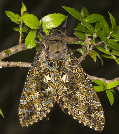 bugkeeping:Andeabatis chilensis source