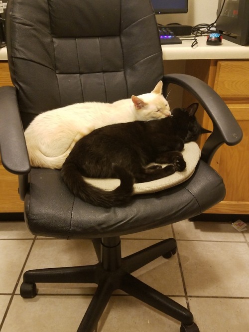 kiki-and-zuko:rare snuggles…