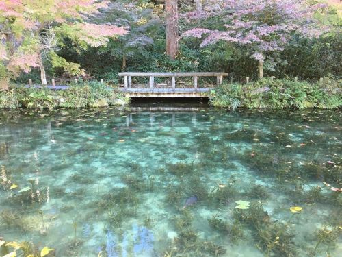 Spent the morning at Monet’s Pond in the beautiful mountains of Itadori in Gifu Prefecture researchi