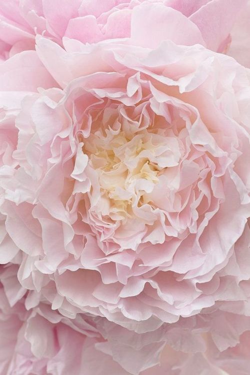 Rosegold