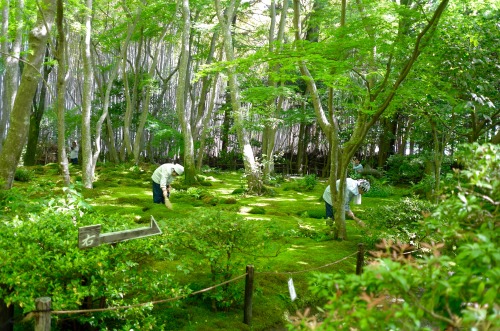 jasmine7031: Giou-ji Temple　（祇王寺） moss gardenwww.giouji.or.jp/enAfter a rainfall, when the ga