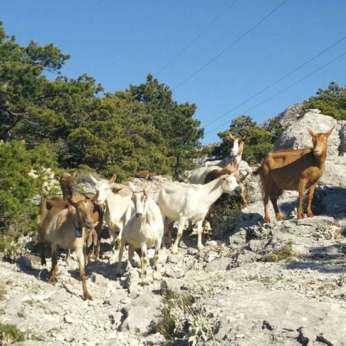 #goats #instagoats #biokovo #nature #croatiafulloflife (at Naturpark Biokovo)