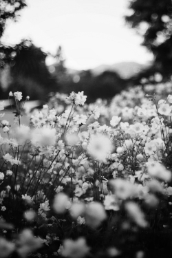 Run through fields of wildflowers.