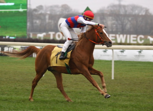 AlladynVon x Alba LongaArabian, StallionBorn 2011