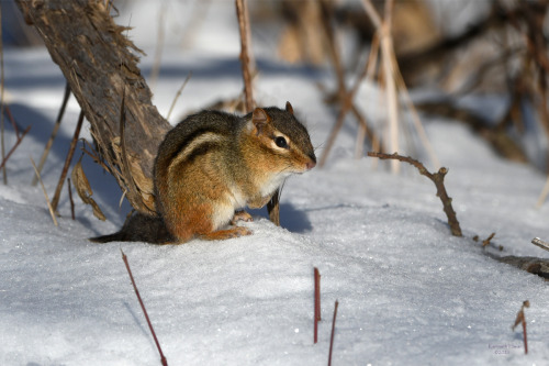 A sunny day during a relatively mild January found this Eastern Chipmunk (Tamias striatus) making an