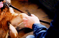 howboutnovak:the Dean Winchester meme: reoccurring themes [2/4]↳ dean + dogs