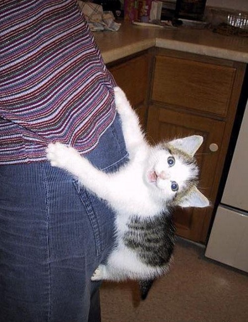 thescratchpostofdestiny: The ScratchPost of Destiny  He touched the butt!