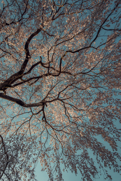 hashitaka:a cherry tree in Koma Shrine