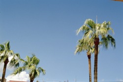 gemma-stephens:  Windy Palm Trees 2014 