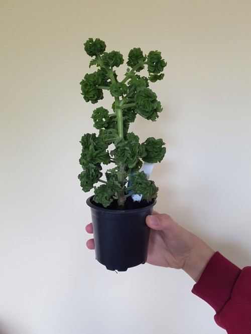 Pelargonium bontrosai, a mutation of pelargonium graveolens according to the person who I got it fro