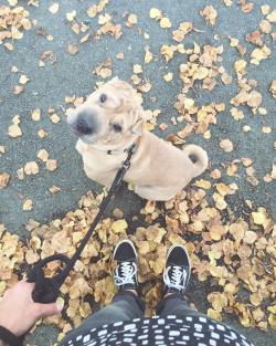 reignierdesign:  Autumn is here 🍂 #autumn #sharpei #ootd #uniqlo #vans