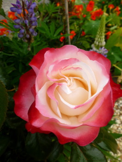 gardening-and-nature:  My ‘Nostalgia’ bi-color hybrid tea roses are changing to deeper shades of red as they get more summer sun!  I’m considering trying my hand at grafting ‘Nostalgia’ with my ‘Just Joey’ rose that is healthy, but has had