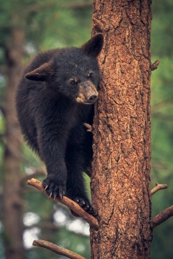 llbwwb:  (via 500px / Bear Cub in the Trees by Stephen Moehle)