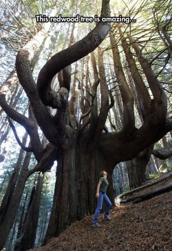 srsfunny:  Giant Tree In Shady Dellhttp://srsfunny.tumblr.com/