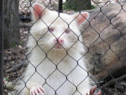 mimitsipixie:  albino raccoon