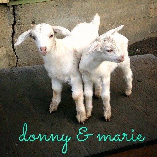 villedelisa:They have been christened!!!#love #baby #goat #twins #donnyandmarie #stuckinthe80’s #ori