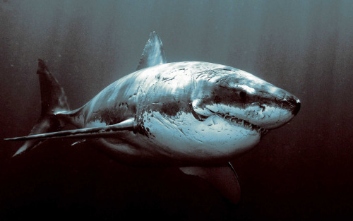 blazepress:  Battered Warrior  I went on my first great white cage diving trip in on October 31, 201