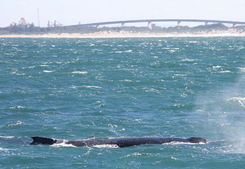 WhaleWatchingNewcastle-Day10-5 by adrianchamp on Flickr.This one’s a humpback passing through my cit