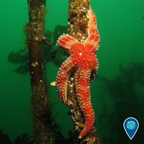 noaasanctuaries:This sea star may not be able to grant wishes but we think they’re just as beautiful