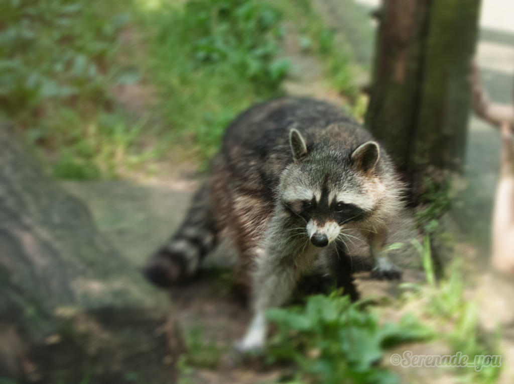 Location: Heimat Tierpark Olderdissen, Bielefeld