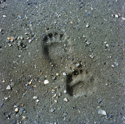 jkjenkinney:  Bear tracks, Admiralty Island.