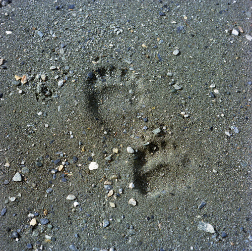 jkjenkinney:  Bear tracks, Admiralty Island. adult photos