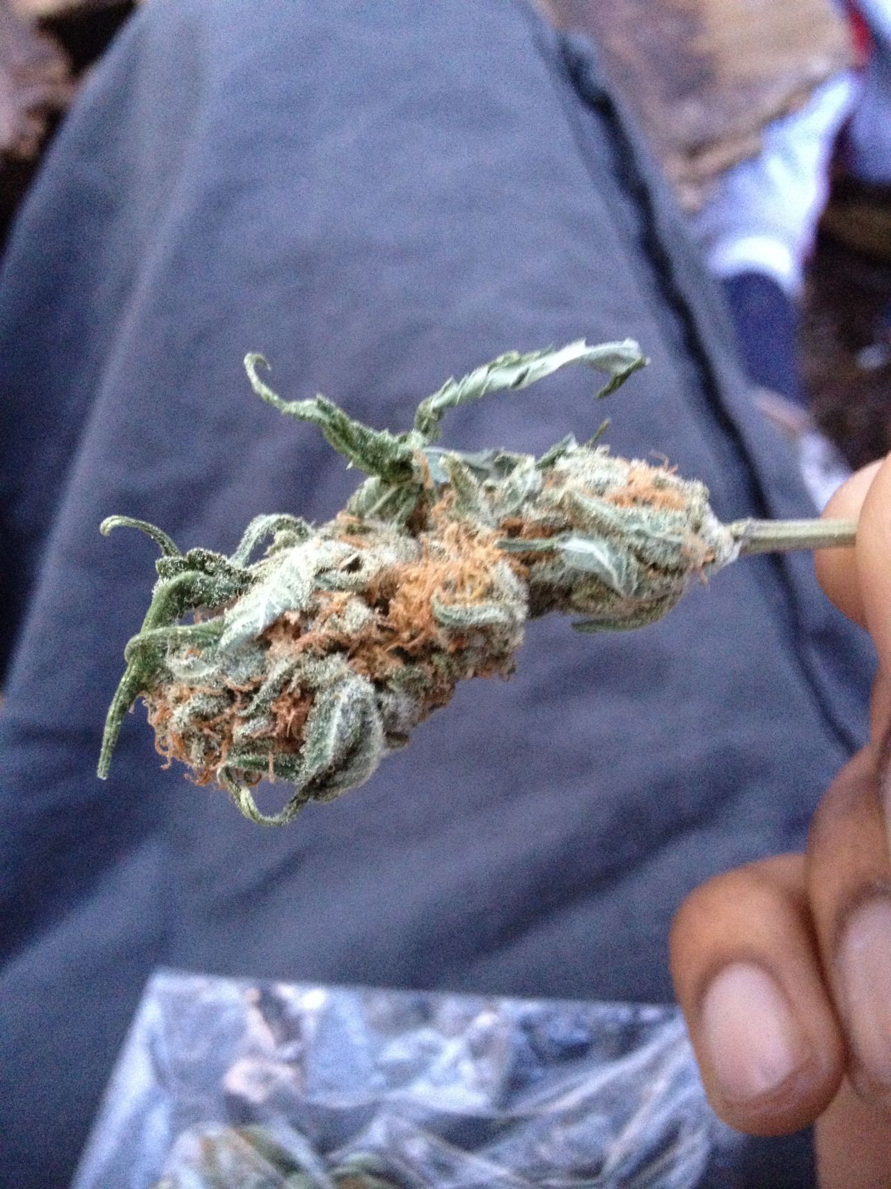 kushandcake:  Sour