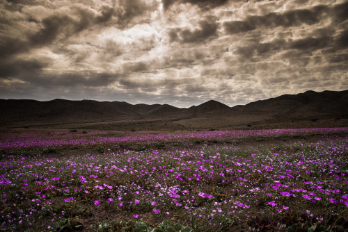 kusta-astronaut:  Desierto Florido 