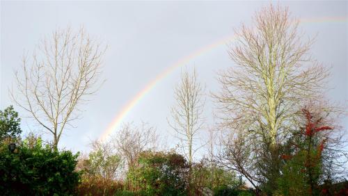 This Mornings Garden.12-05-20 Greeted by a rainbow perfectly framing the back garden. Now where is t