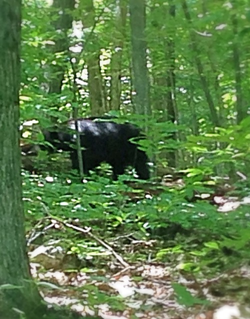 My friends went on a hiking trip in the Shenandoah National Park in Virginia over 4th of July weeken