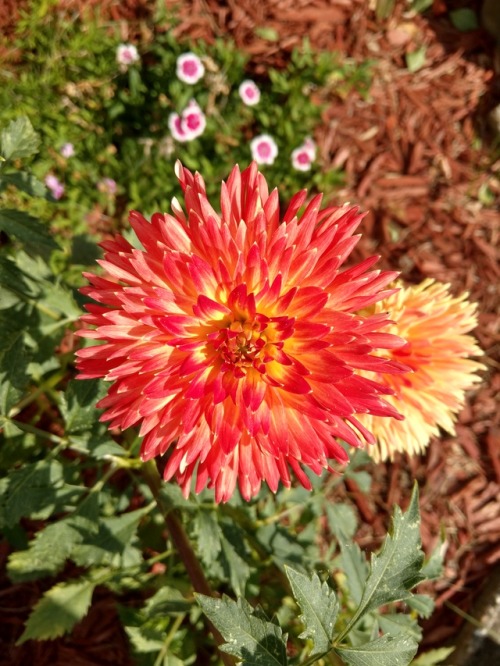 I planted dahlias this year and these are the first blooms.