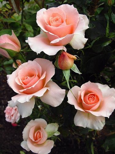 1lifeinspired:   Pt. Defiance Rose Garden ~ Tacoma, Washington   