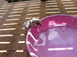 kingdomy:  Hamlet the Pig Tries to Get Into the Pool 