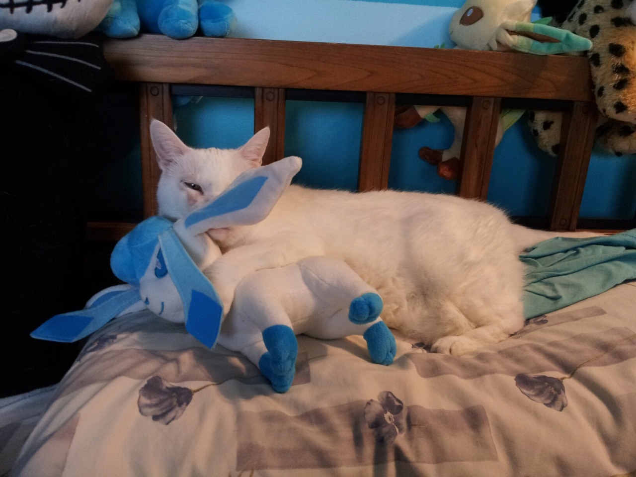 pokemonpalooza:  Just in case you have had a bad day and need photos of a cat cuddling