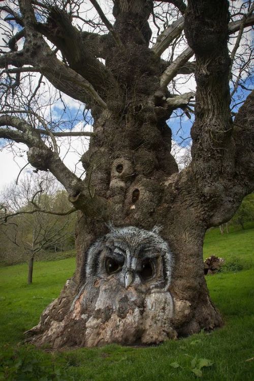 naturespiritheart:The Owl Tree at Stourhead by Erik van den Ham