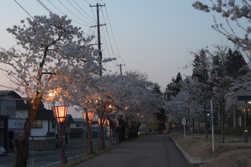 地元の桜も一気に満開近くになりました。昨日もいいお天気だったので仕事帰りに同僚とぶらりとお散歩へ。そしたら2年ぶり？かな？？いつも同じおばあちゃんが売ってるフレンチドックの屋台が出ていてなんだかうれし