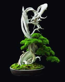 ronbeckdesigns:  bonsai | Abbeville Press