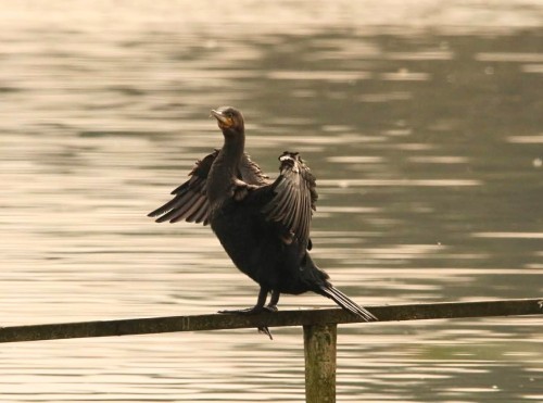 Cormorant Drying His Wings 