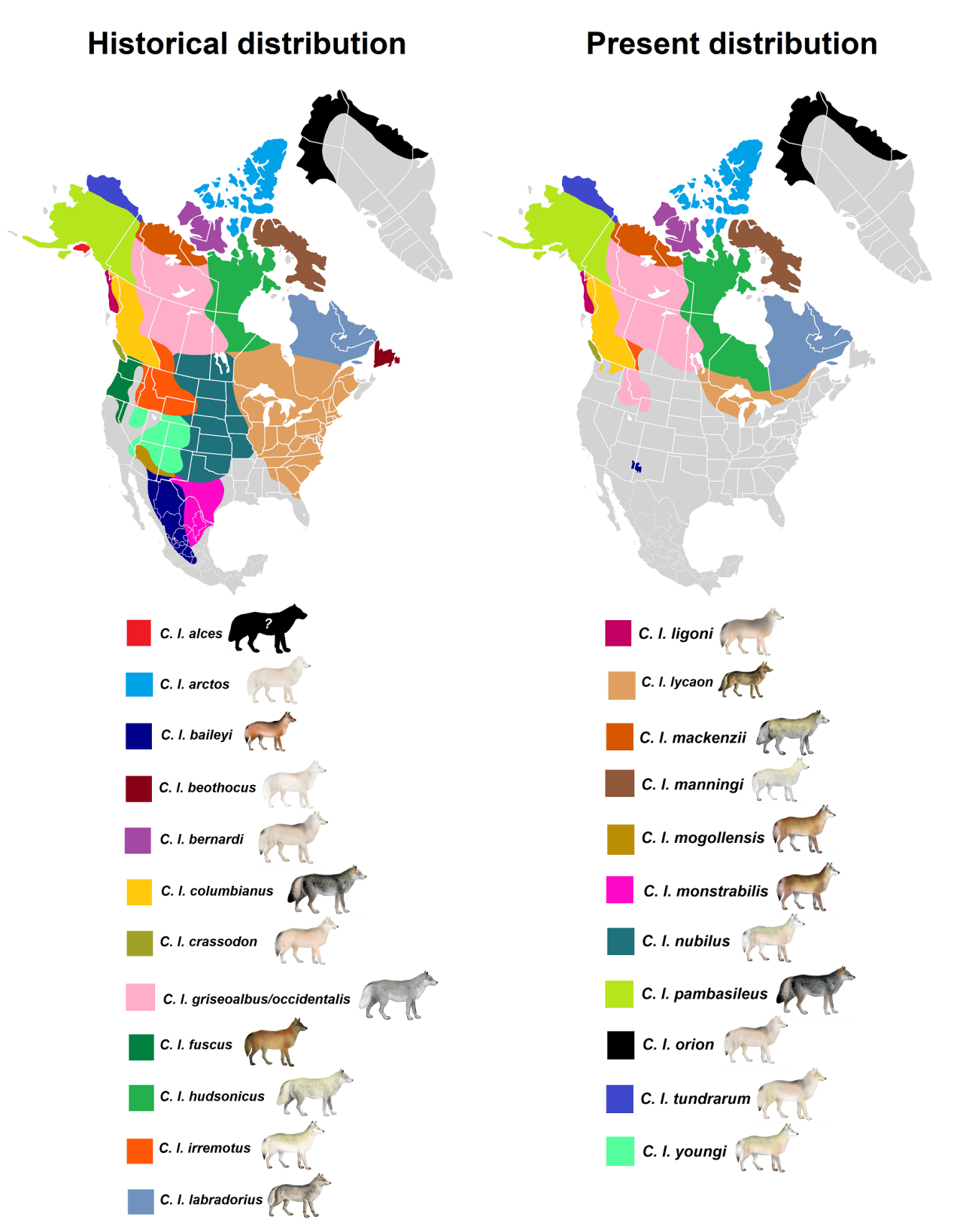 North American Grey Wolf Subspecies Distributions Maps On The Web