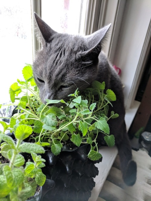 sudosuccess: Kitty on the catnip. I like the way his ears turn back when he buries his face in the p