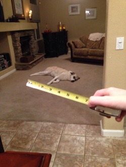 smallbirdz:  look how tiny this dog is 