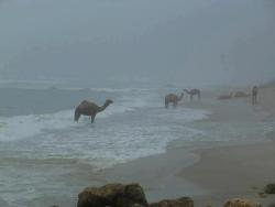 occupiedmuslim:Camels chilling at the beach in Morocco 