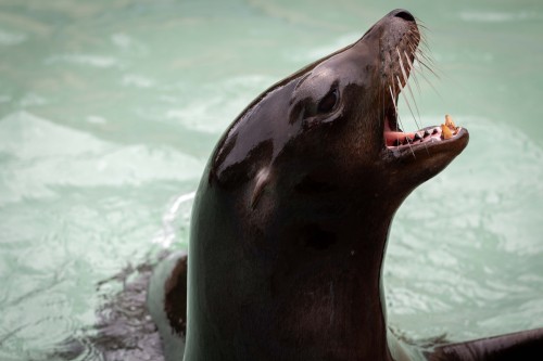 tim-dennis:Laughing Sealions