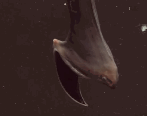 unexplained-events:Gulper EelAlso known as the Pelican Eel, this deep sea creature is rarely seen by